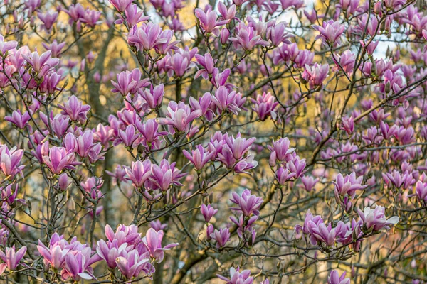 Pink magnolias on a branch in springtime. Beautiful spring flowers. Toned image. Selective focus