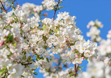 Bahçede çiçek açan elma ağacı. Baharda beyaz çiçekler. Bahar doğası duvar kağıdı. Sığ alan derinliği. 