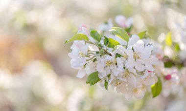 Bahçede çiçek açan elma ağacı. Baharda beyaz çiçekler. Bahar doğası duvar kağıdı. Yüzeyin derinliği. Tonu ayarlanmış resim.