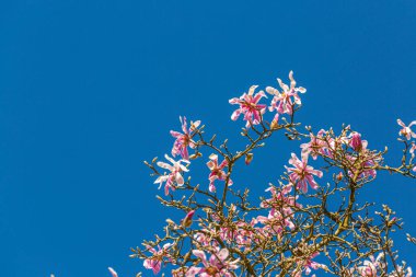 Pembe manolyalar Stellata İlkbaharda parkta bir ağaç dalında. Bahçede çiçek açan çiçekler. Mavi gökyüzü.