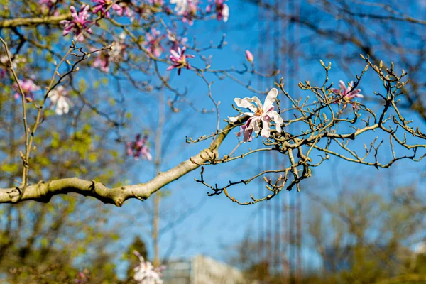 White magnolia on a tree branch in park in springtime. Blooming flowers with soft focus in garden. Blue sky. — Stock Photo, Image