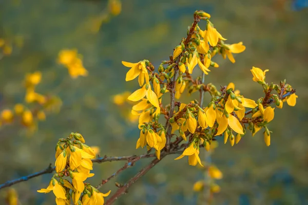 Kwitnąca forsycja wiosną. Zamazane tło z żółtymi kwiatami. Piękne florety w parku. — Zdjęcie stockowe