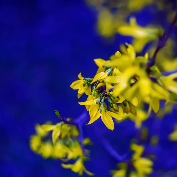 Fotografia artystyczna kwitnącej forsycji na rozmytym ciemnoniebieskim tle. Żółta forsycja na gałęzi wiosną. — Zdjęcie stockowe