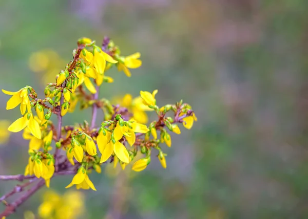 Forsythia kvete na jaře. Příroda tapety rozmazané pozadí se žlutými květy na jaře. — Stock fotografie