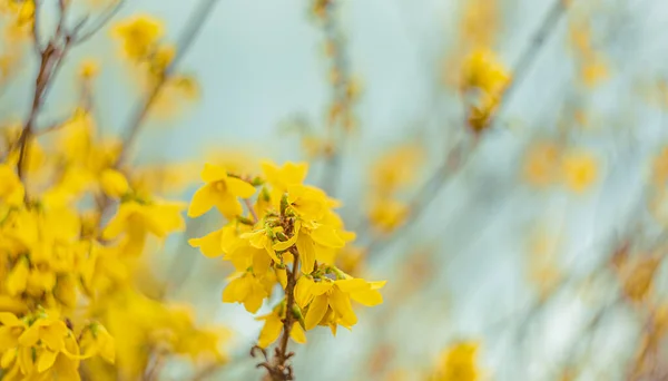 Abstraktní rozmazané pozadí s bokeh a kvetoucí forsythia větví na jaře. Jarní příroda tapety rozmazané pozadí. — Stock fotografie