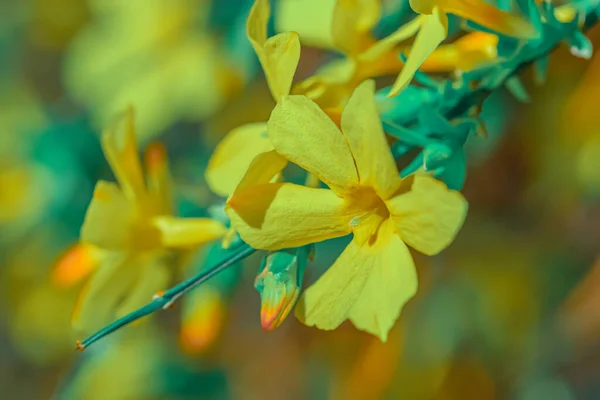 Macro art photography of blooming forsythia on a blurred background with bokeh. Blossoming forsythia branch in springtime.