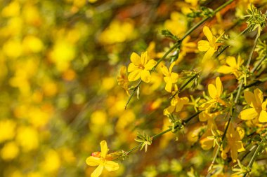 Yumuşak odak ve bulanıklıkla bahar çiçekleri açmaktadır. Bahar mevsiminde çiçeklerle birlikte doğa duvar kağıdı bulanık arkaplan. 