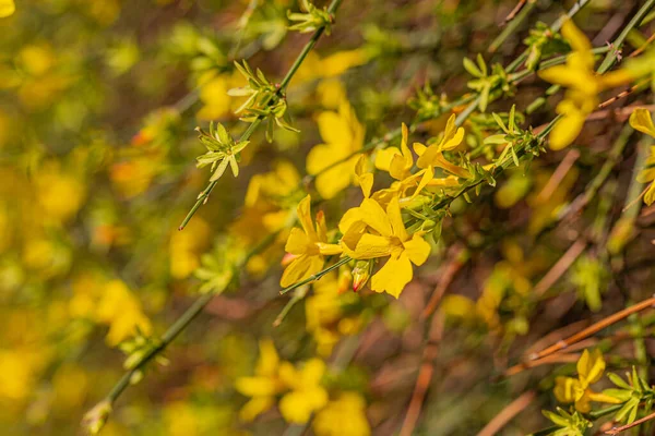 Kvetoucí forsythia květiny větev na jaře. Krásné žluté květy ve vesnici. — Stock fotografie