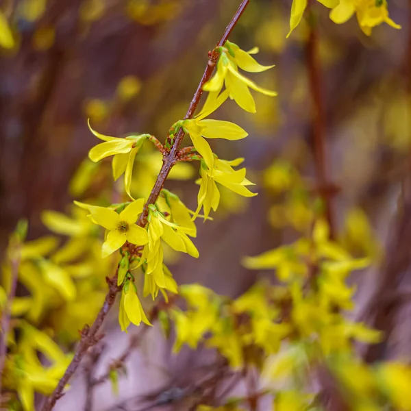 Abstraktní rozmazané pozadí s bokeh a kvetoucí forsythia větví na jaře. Pozadí přechodu. — Stock fotografie