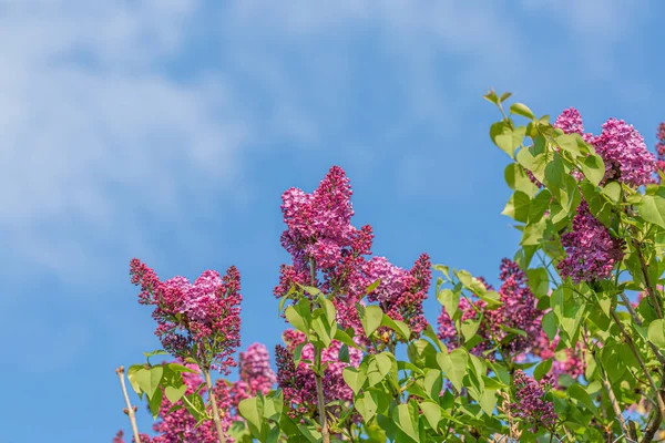 İlkbaharda mavi gökyüzü ve çiçek açan leylak dalı. Bir dal leylak çiçeği. Bahçede güzel bahar çiçekleri. — Stok fotoğraf