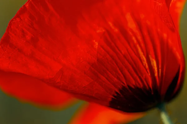 Fotografia makro sztuki kwitnącego maku. Zamazane tło i czerwony mak. Plakat kwiatowy. Płytka głębokość pola. Uszkodzony obraz. — Zdjęcie stockowe