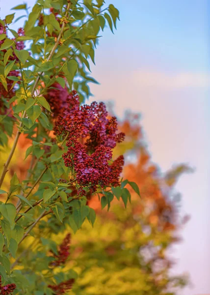 Мистецька фотографія гілки бузку навесні. Фіолетові квіти бузкової весни в саду. Блакитне небо. Тоноване зображення. Копіювати простір . — стокове фото