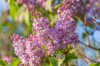 Çiçek açan leylakların bahar dalı. Bahçede mor leylak çiçekleri var. Mavi gökyüzü. Doğa duvar kağıdı bulanık arkaplan.