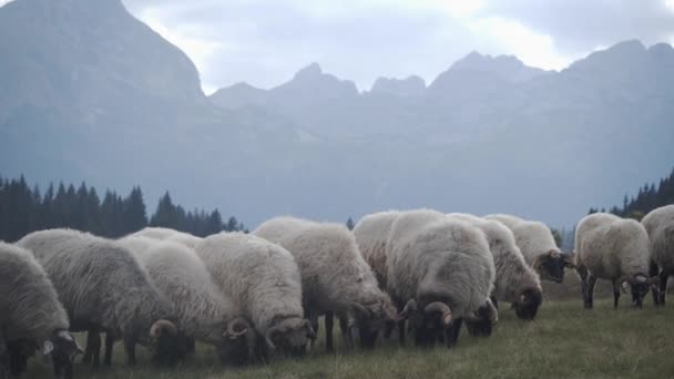 Sheeps with white wool graze in the field in Zabljak, Montenegro 2019 — Αρχείο Βίντεο