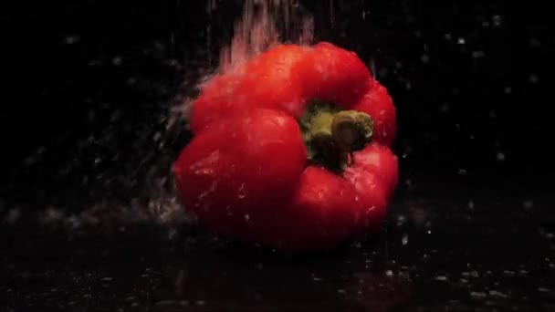 Свіжий промитий органічний червоний болгарський перець з краплями води на чорному тлі. Крупним планом потужний потік води на поверхні овочів. Здорове харчування — стокове відео