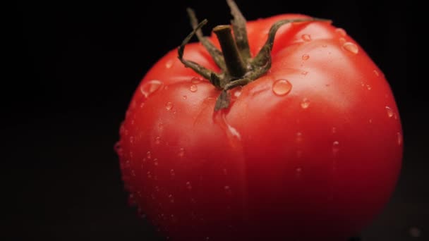 Świeżo umyta organiczna czerwona woda pomidorowa spada na czarne tło. Zbliżenie kropli wody przepływa przez powierzchnię roślin.Zdrowe odżywianie — Wideo stockowe