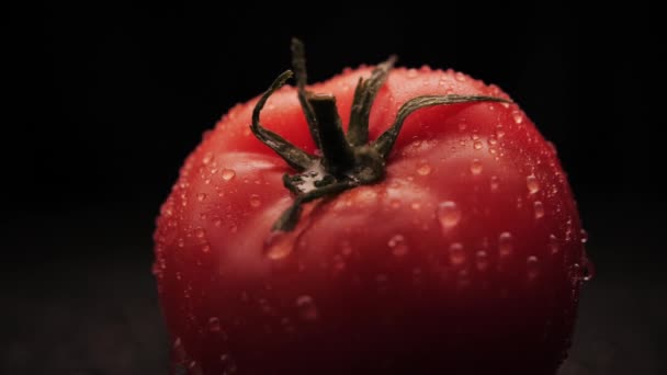 Świeżo umyta organiczna czerwona woda pomidorowa spada na czarne tło. Zbliżenie kropli wody przepływa przez powierzchnię roślin.Zdrowe odżywianie — Wideo stockowe