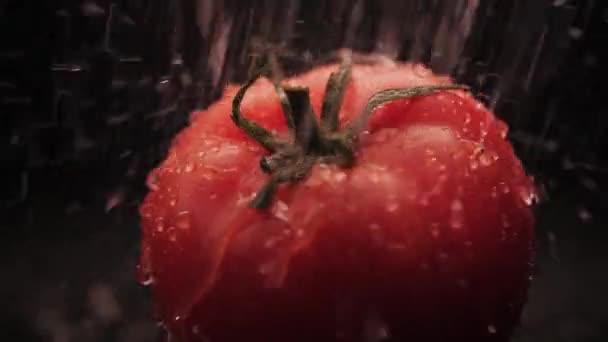 Tomate vermelho orgânico fresco lavado com gotas de água em um fundo preto. Close-up de uma poderosa corrente de água na superfície dos vegetais. Alimentação saudável — Vídeo de Stock