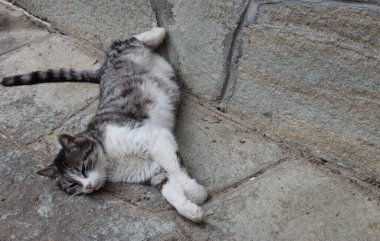 İnanılmaz gevşetici gri kedi aynı renkte taş bir duvarın üzerinde