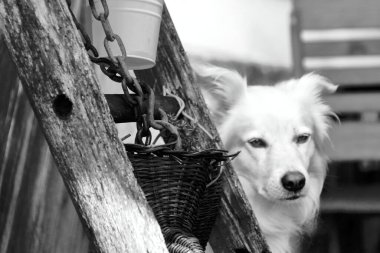 Şirin çoban köpeği portresi.