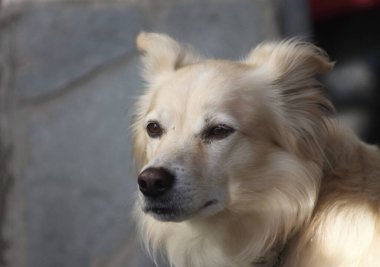 Kahverengi ve beyaz bir köpek kameraya bakıyor.