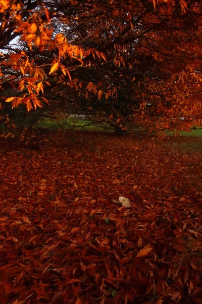 Humor de otoño en una madera de roble rojo — Foto de Stock