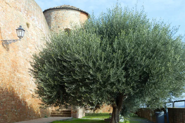 Azeitona ao longo das paredes do castelo — Fotografia de Stock