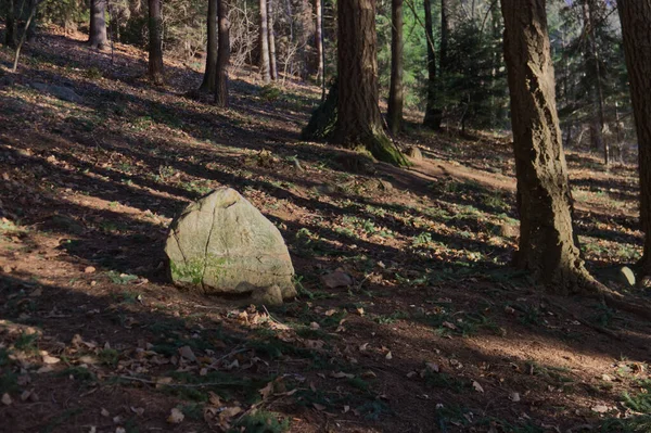 Uma rocha de granito aninhada numa floresta de coníferas — Fotografia de Stock