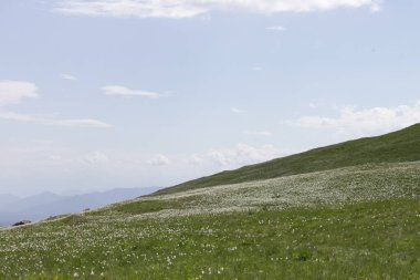 İtalyan Alplerinde nergisler çiçek açar.