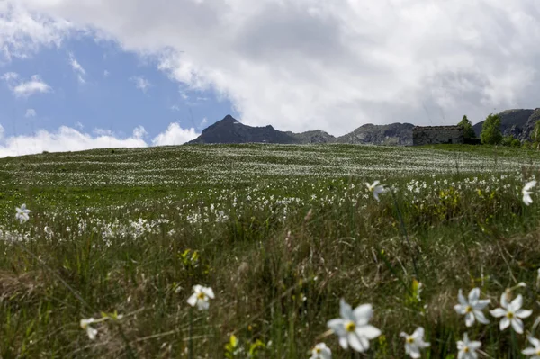 Narzissen blühen in den italienischen Alpen — Stockfoto