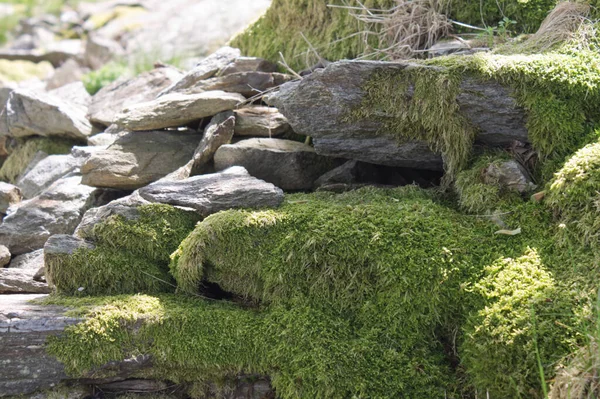 Ruinas de piedra con musgo en los Alpes italianos — Foto de Stock