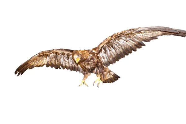 Cropping of an eagle diving on a prey — Stock Photo, Image