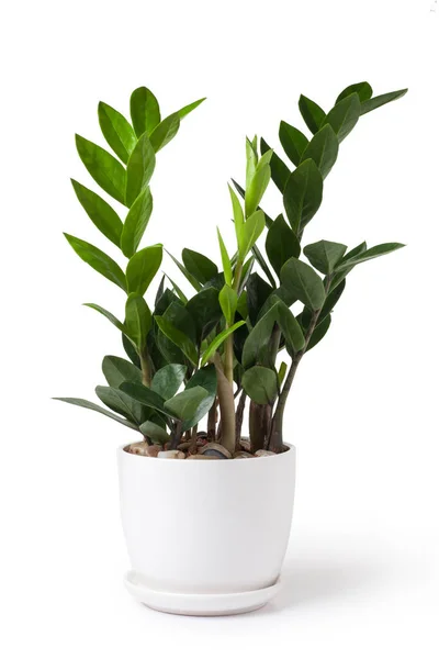 A pot of Zamioculcas — Stock Photo, Image