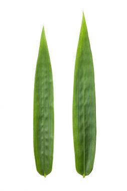 İzole üzerinde beyaz arka plan iki taze bambu yaprakları