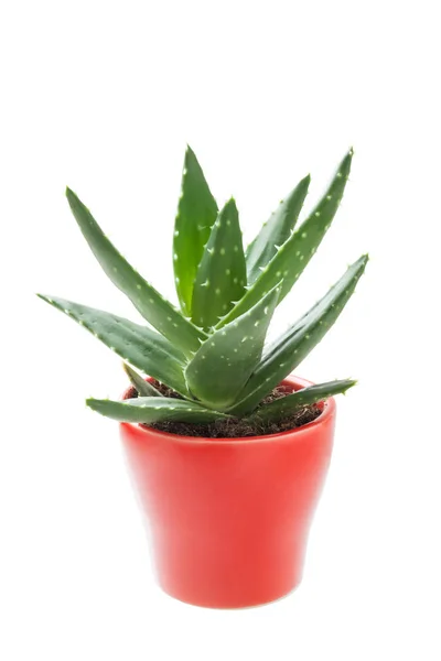 Fresh Aloe Vera Pot White Background — Stock Photo, Image