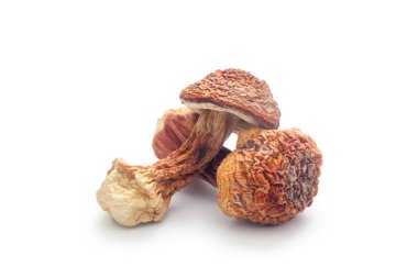 Kurutulmuş Agaricus blazei mantarı beyaz arka planda izole edilmiş.
