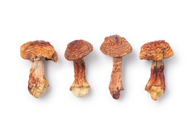 Beyaz arka planda kurutulmuş Agaricus blazei mantarı