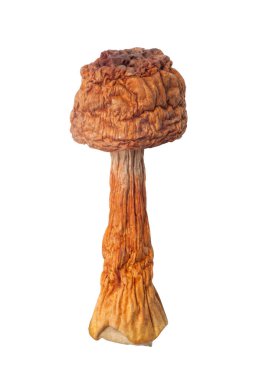 Kurutulmuş Agaricus blazei mantarı beyaz arka planda izole edilmiş.