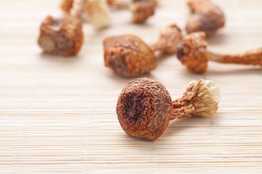 Bambu arka planda Agaricus blazei mantarı.