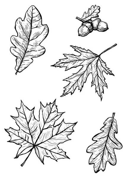 Blätter von Bäumen — Stockvektor