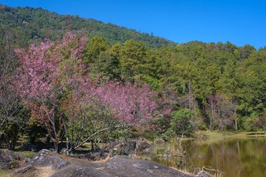 Kiraz çiçeğinin güzel doğası veya bilim adı Prunus cerasoides. Tayland 'da Paphiopedilum Orkide Koruma Projesi Merkezi Inthanon Chiang Mai' de Thai Sakura.