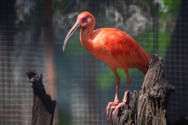 Kızıl Ibis ya da Eudocimus Threskiornithida 'nın kırmızı kuşu.