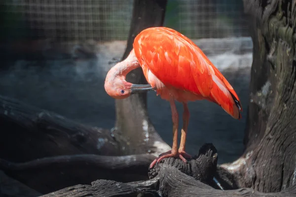 Escarlate Ibis ou Eudocimus ruber pássaro vermelho da Threskiornithida — Fotografia de Stock