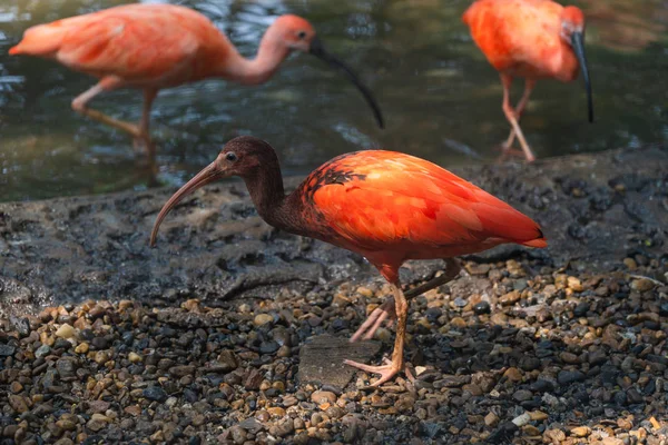 Алая ибис или Eudocimus ruber красная птица Трескиорнитиды — стоковое фото