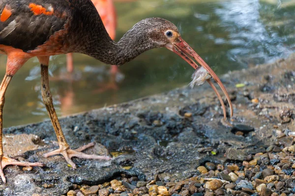 Escarlate Ibis ou Eudocimus ruber pássaro vermelho da Threskiornithida — Fotografia de Stock