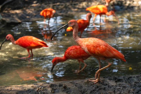 Escarlate Ibis ou Eudocimus ruber pássaro vermelho da Threskiornithida — Fotografia de Stock