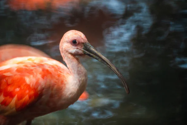 Алая ибис или Eudocimus ruber красная птица Трескиорнитиды — стоковое фото
