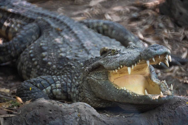 Crocodile sleep sunning on the bank — Stockfoto