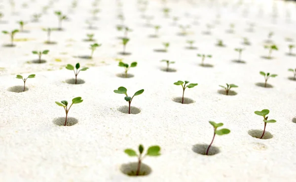 Propagation of plant sprout seedlings in white pots for cultivat