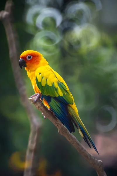 Beau soleil coloré Conure oiseaux perroquets ou Love Bird science — Photo